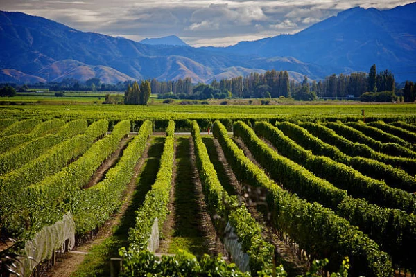 Wine Tasting Tours - Blenheim