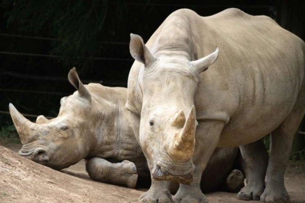 Hamilton Zoo 