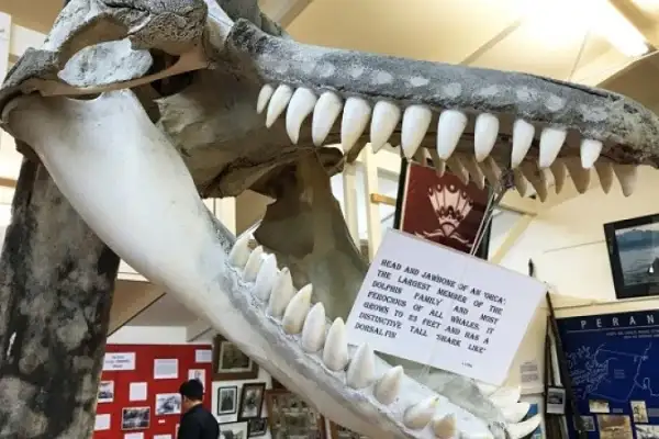 Picton Heritage and Whaling   Museum