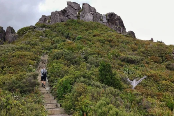 The Kauaeranga Kauri Trail 
