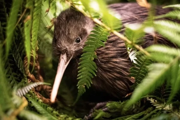 Otorohanga Kiwi House 